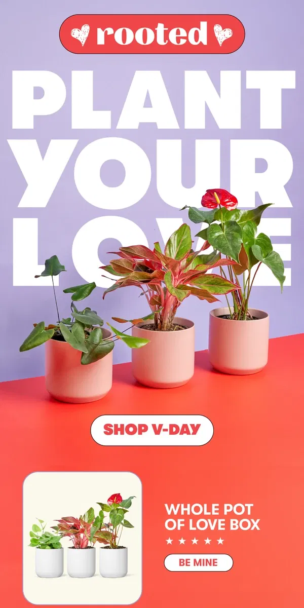 Email from Rooted. The Valentine's shop is now open! 💘