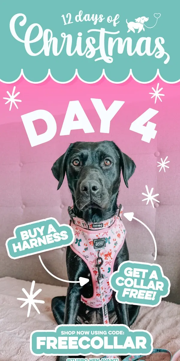 Email from Sassy Woof. 12 Days of Christmas: Day 4! ✨