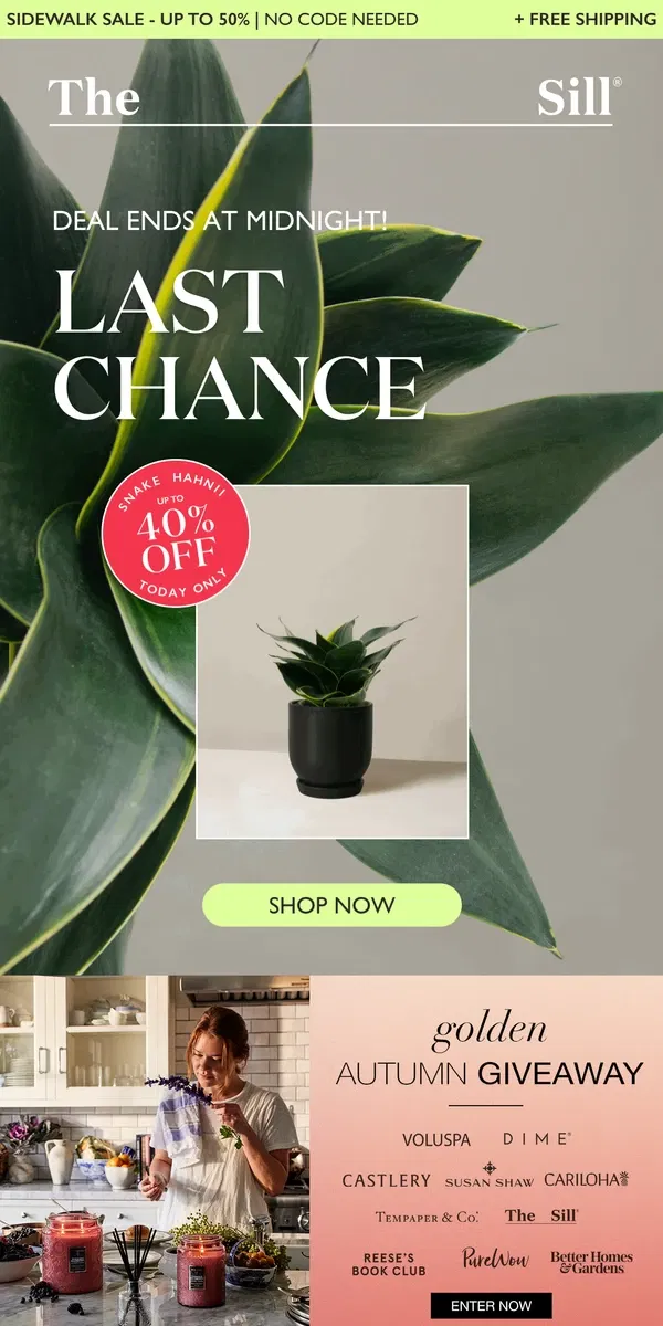 Email from The Sill. Last Call for This Snake Plant Special!