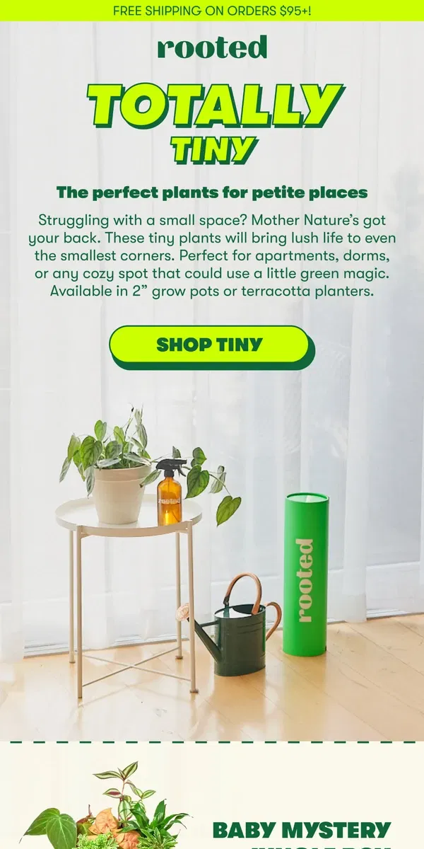 Email from Rooted. The best plants for small spaces