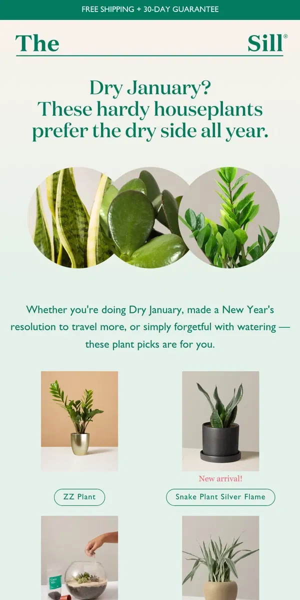 Email from The Sill. Plant Picks for Dry January ☕