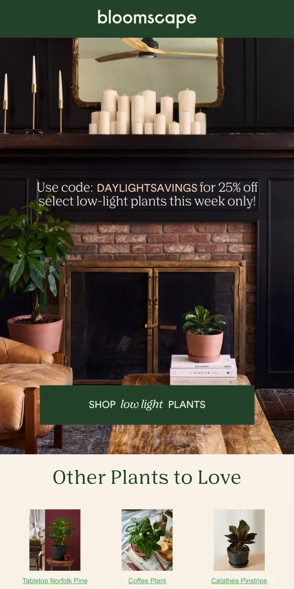 Email from Bloomscape. 25% Off Select Low Light Plants