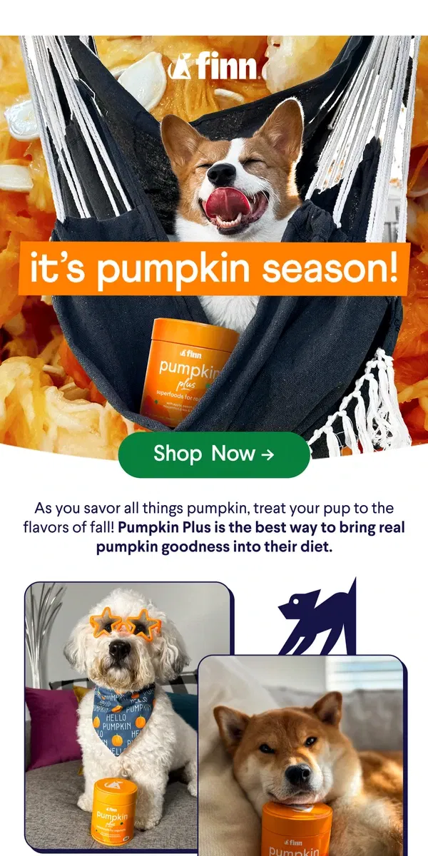 Email from Finn. Give ’Em Pumpkin to Bark About! 🎃