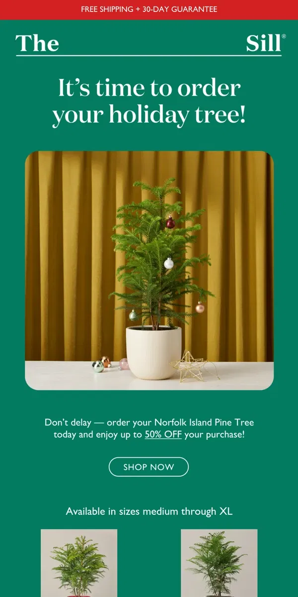 Email from The Sill. This Houseplant Doubles as Your Holiday Tree 🎄