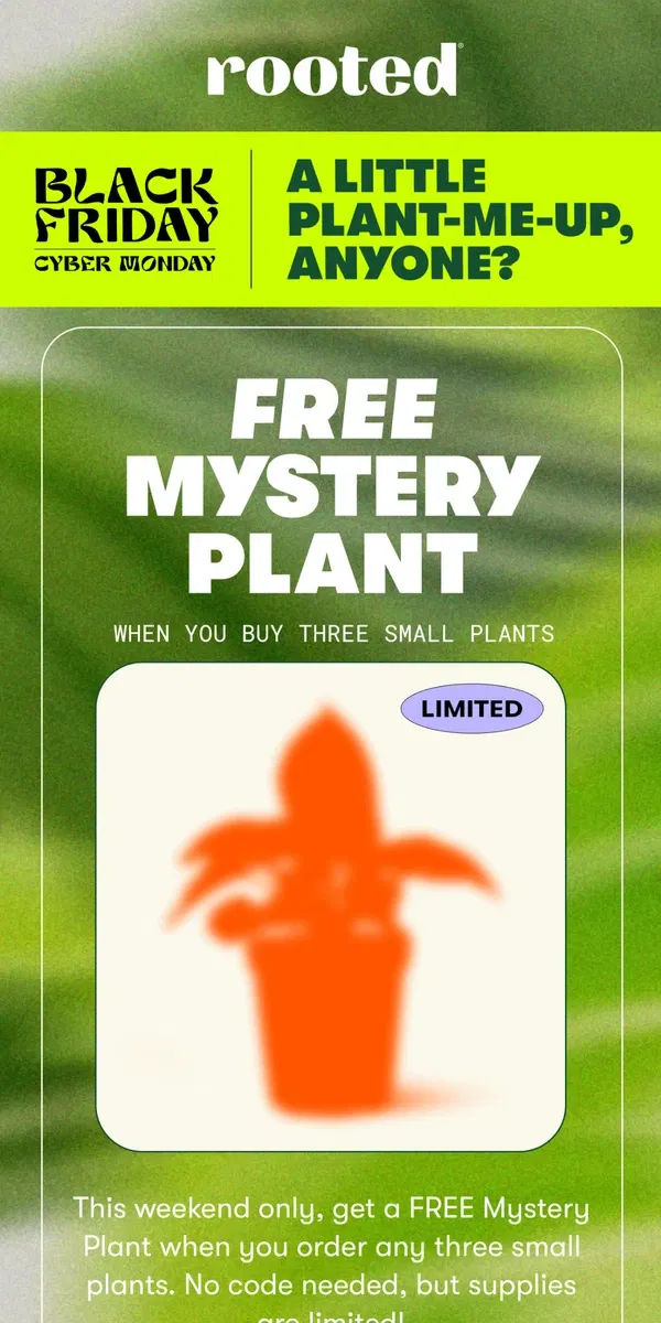 Email from Rooted. ✨ FREE MYSTERY PLANT ✨