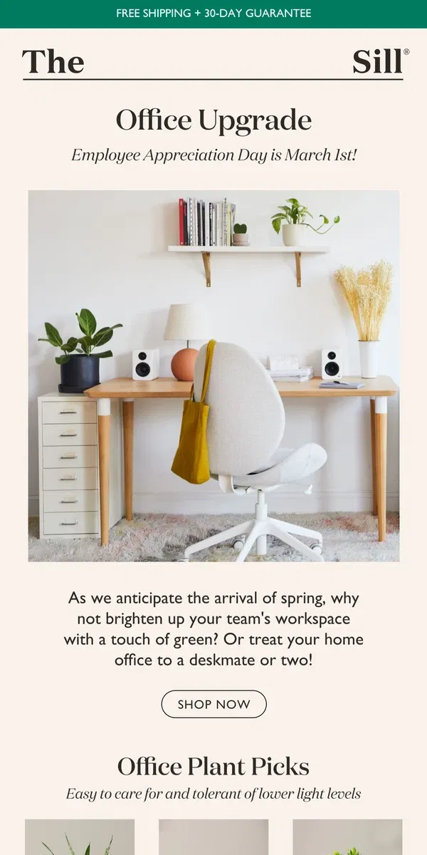 Email from The Sill. Our Favorite Office Plants