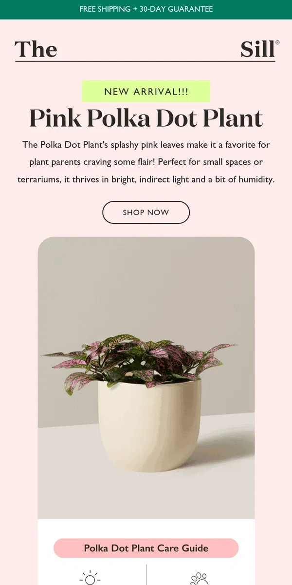 Email from The Sill. Pink Plants Are Having a Moment 🩷