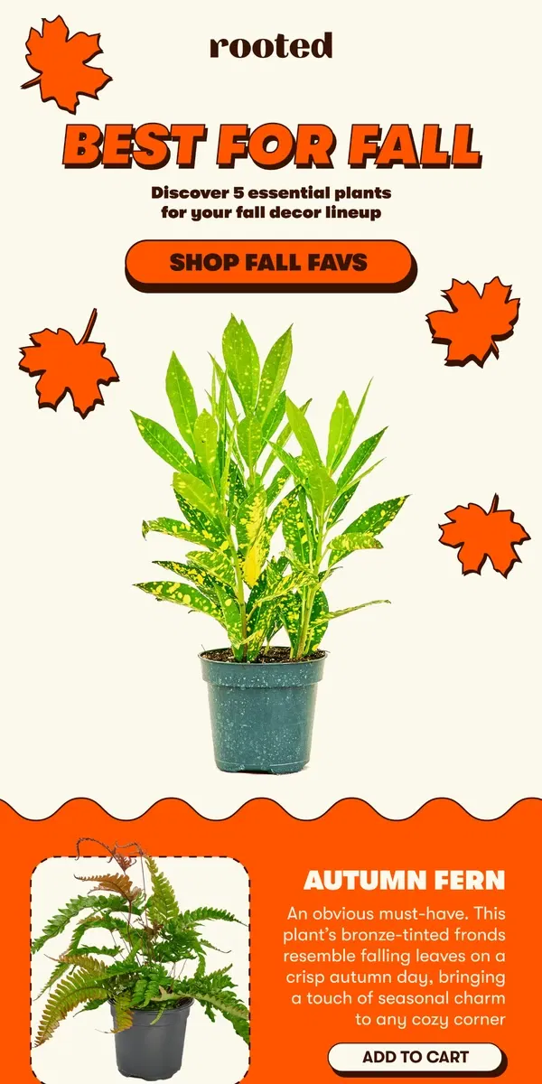 Email from Rooted. 5 plants you need this fall 🍁