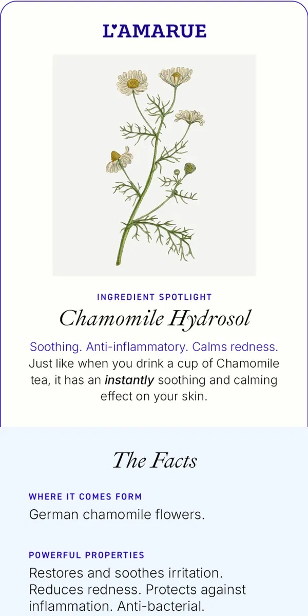 Email from L'AMARUE. Chamomile in Skincare 101 🫖