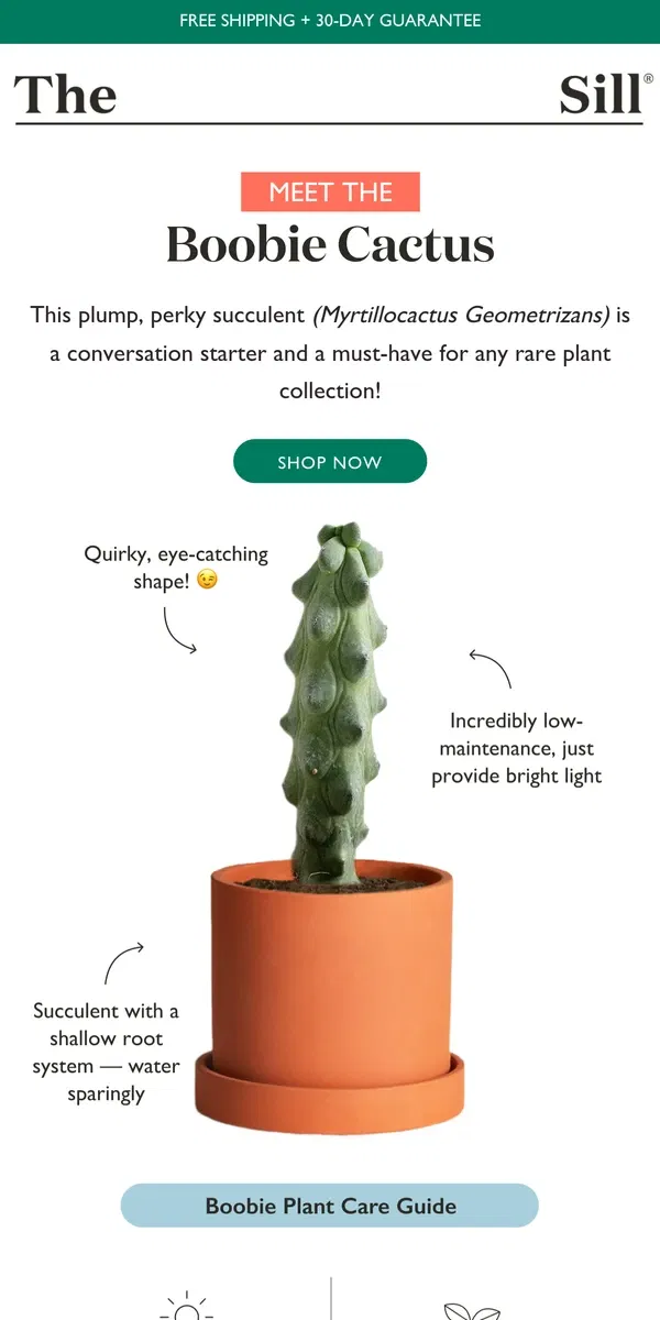 Email from The Sill. Meet The Boobie Cactus — It’s a Real Knockout!