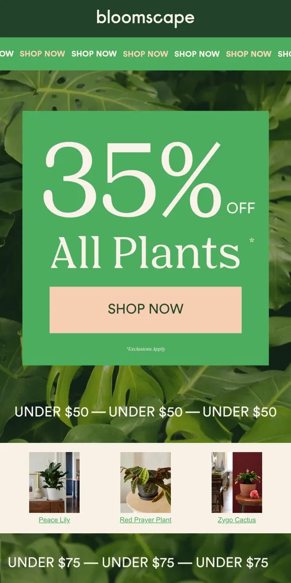 Email from Bloomscape. 🌱 Don’t Wait: Black Friday Ends Soon