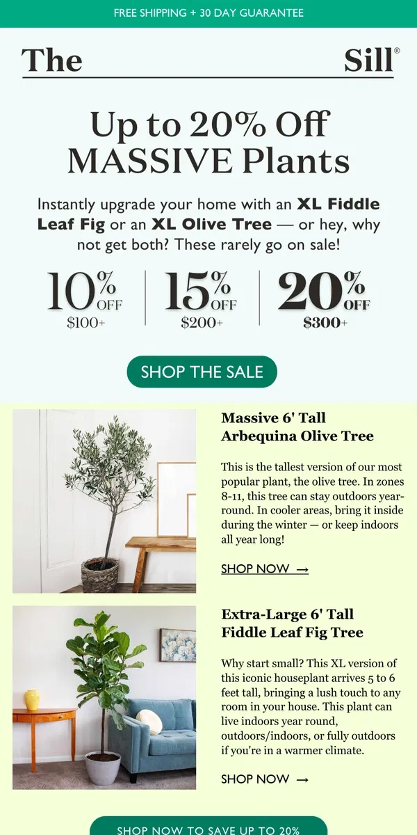 Email from The Sill. 😲 ON SALE: HUGE Olive Tree  and Fiddle Leaf Fig Plants!