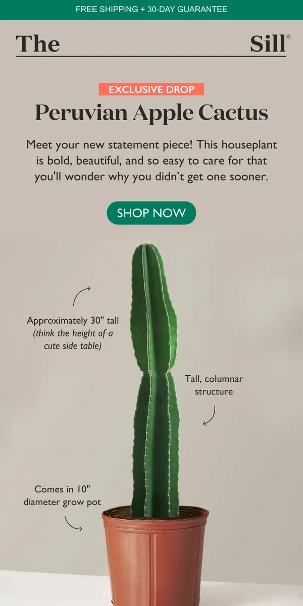 Email from The Sill. Meet Our NEW Large Cactus 🌵