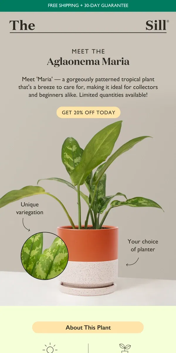 Email from The Sill. This Easy-Care Patterned Plant is Trending