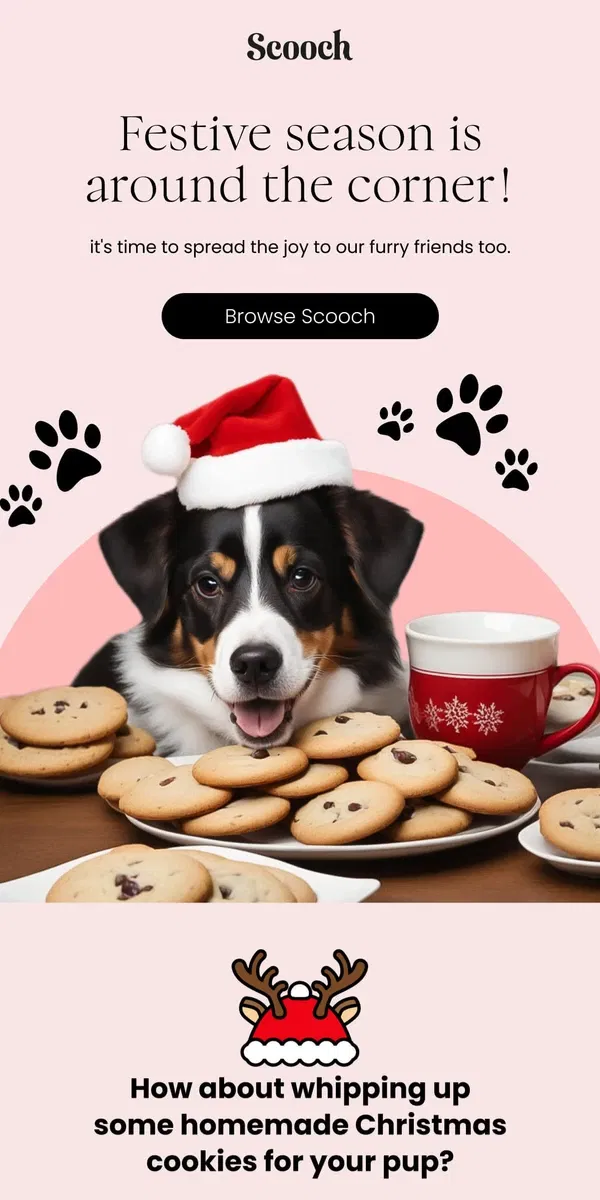 Email from Scooch. A 30-min recipe for your pup!😋