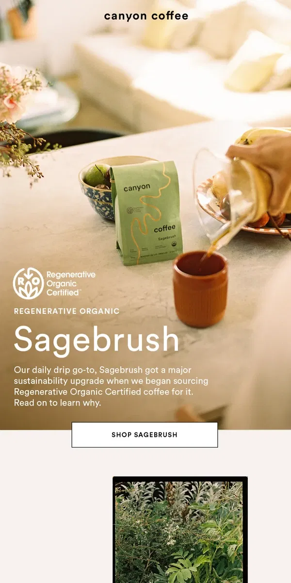 Email from Canyon Coffee. Sagebrush: A Regenerative Organic Coffee