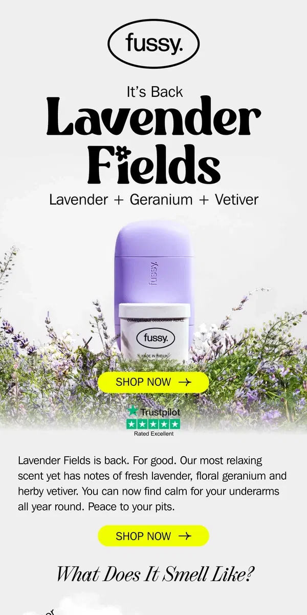 Email from Fussy. Lavender Fields is BACK! 💜🎉