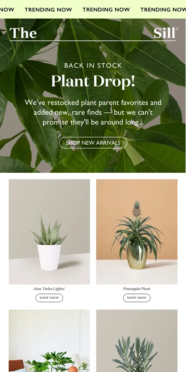 Email from The Sill. 😲 SO Many New Plants!