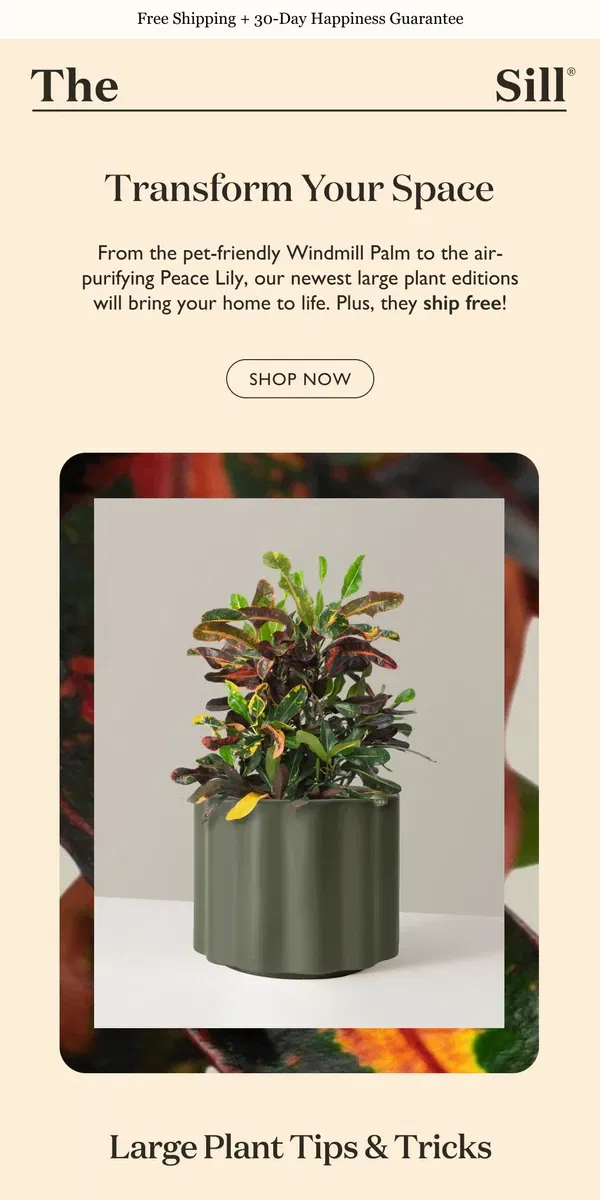 Email from The Sill. Shop Our Newest Crop of Large Plants 🌴