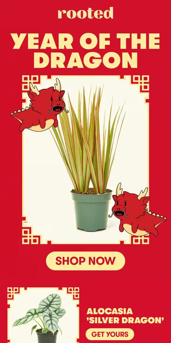 Email from Rooted. Happy Lunar New Year!