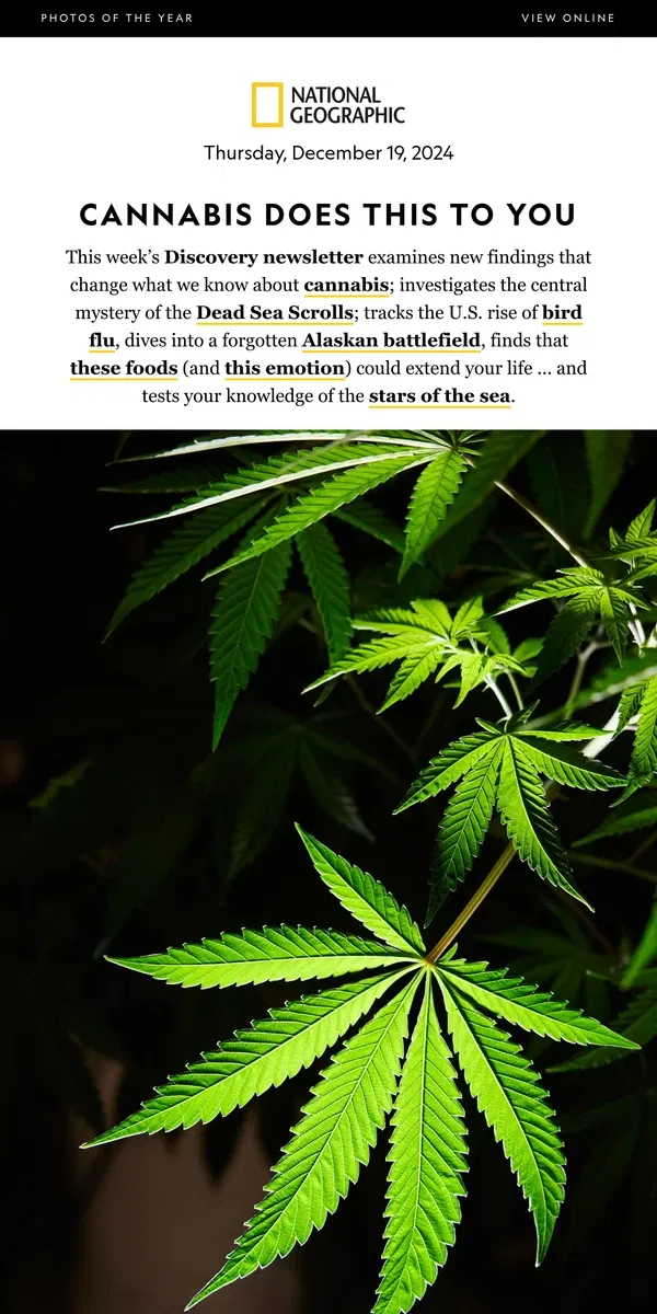 Email from National Geographic. What weed does to you; solving the mystery of the Dead Sea Scrolls; bird flu cases rising