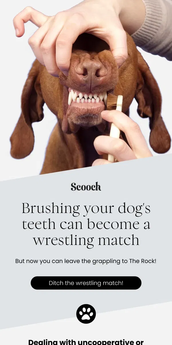 Email from Scooch. Try this stress-free solution to give your pup fresh breath 🦷