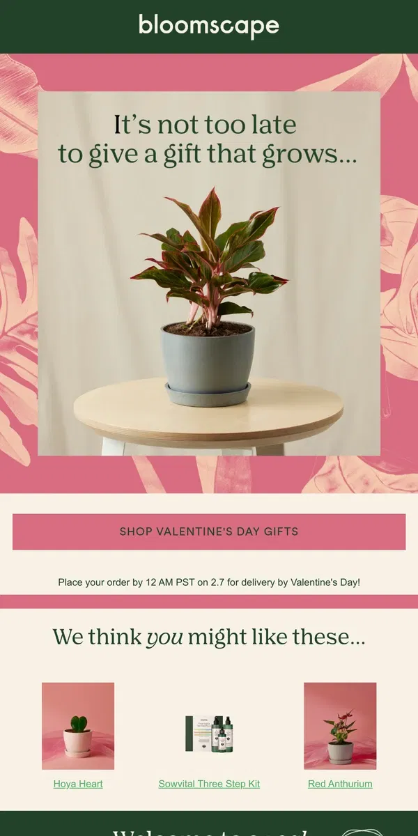 Email from Bloomscape. Need a gift for Valentine's Day?