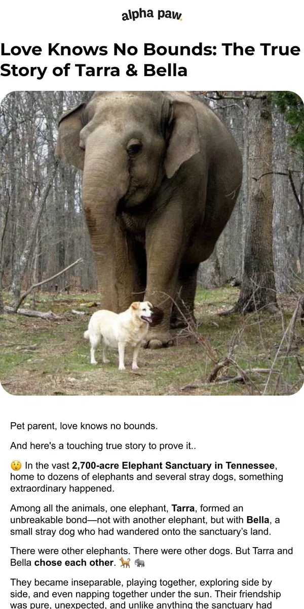 Email from Alpha Paw. [True Story] If a dog can love an elephant... ❤️🐶🐘