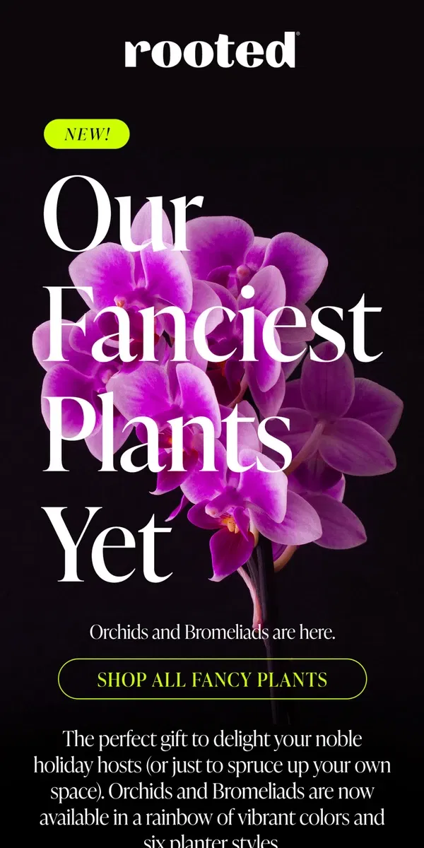 Email from Rooted. Our Fanciest Plants Ever 🎁 👀