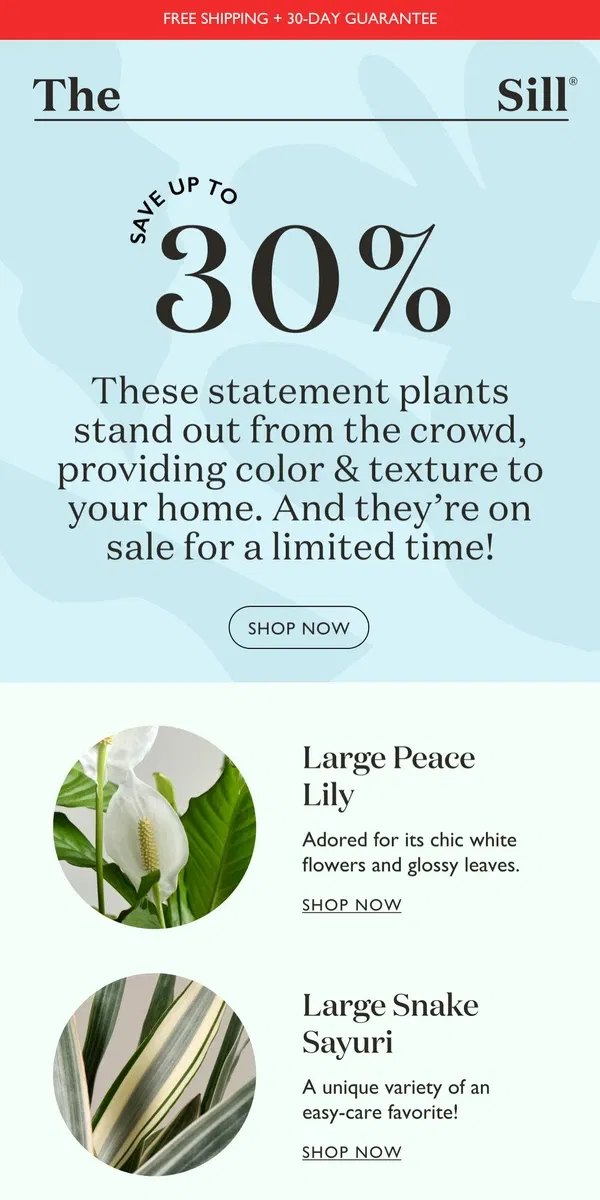 Email from The Sill. 30% OFF Unique Large Floor Plants & More