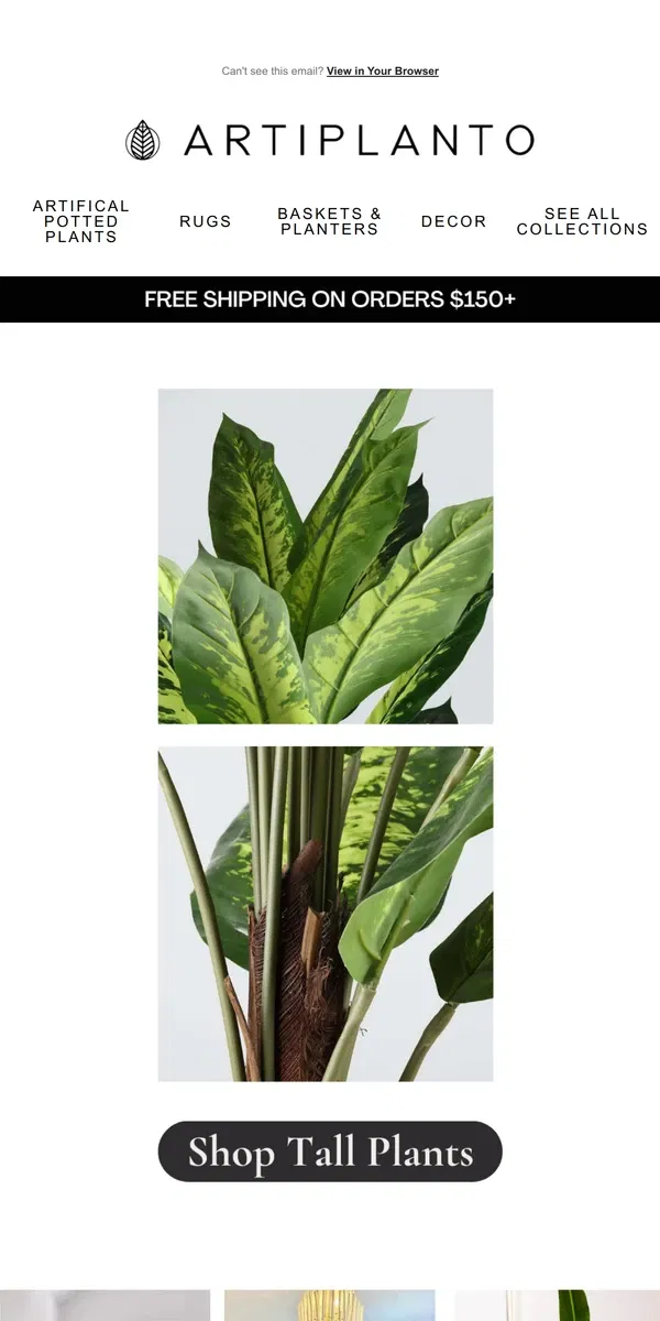 Email from Artiplanto. Discover our taller plants 👀