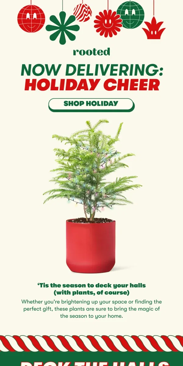 Email from Rooted. Holiday plants are here!