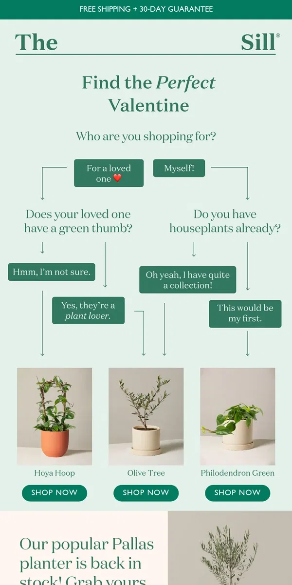 Email from The Sill. The Perfect Plant for Your Valentine