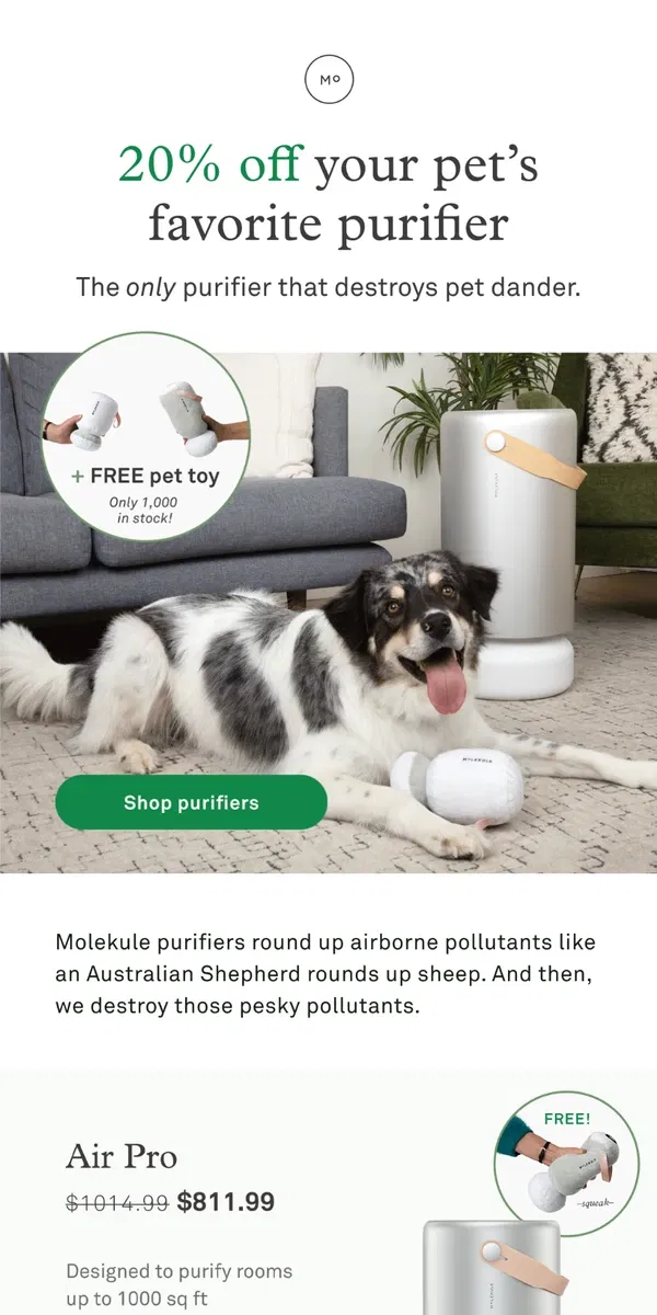 Email from Molekule. 🐶 Pet allergies are RUFF