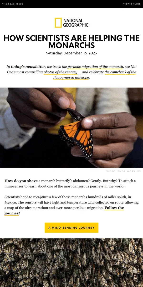 Email from National Geographic. Monarchs make super-dangerous journeys. Now we know how. Plus, our Photos of the Century.