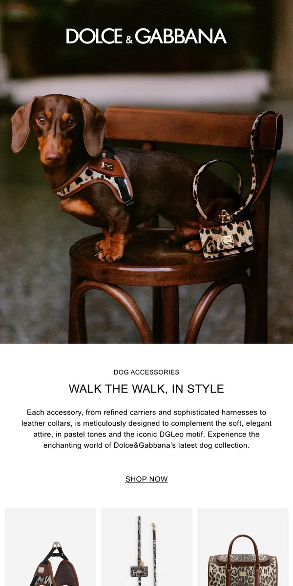 Email from Dolce & Gabbana. NEW IN: Accessories for your dog