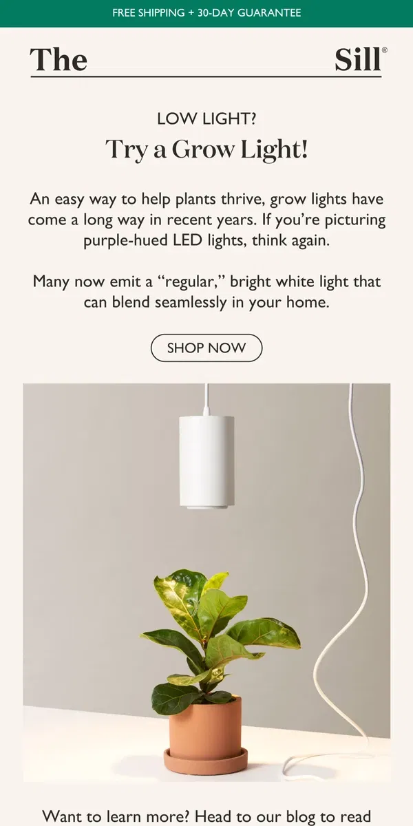 Email from The Sill. Low Light? Meet the Grow Light 💡