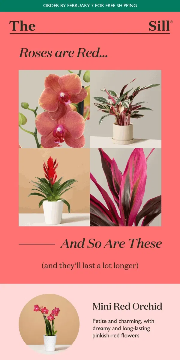 Email from The Sill. Roses are Red, & These Plants Are Too!