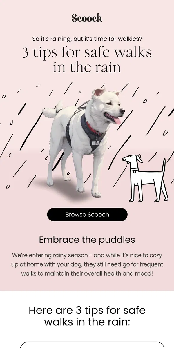 Email from Scooch. Walking your pup in the rain