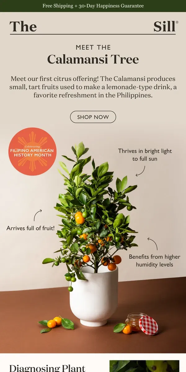 Email from The Sill. Meet Our First Ever Citrus Tree! 🍊🍋