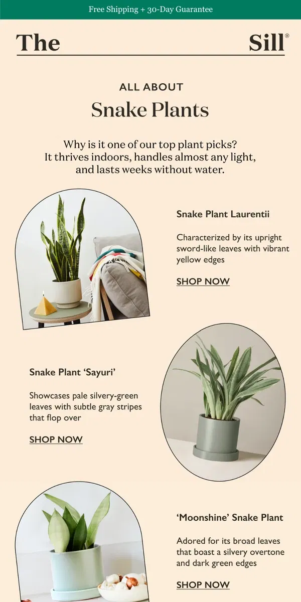 Email from The Sill. You NEED a Snake Plant