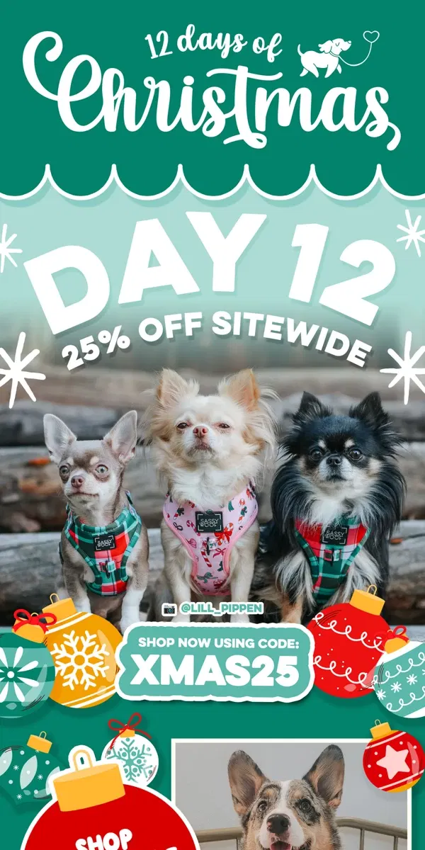 Email from Sassy Woof. 12 Days of Christmas: Day 12!! ✨