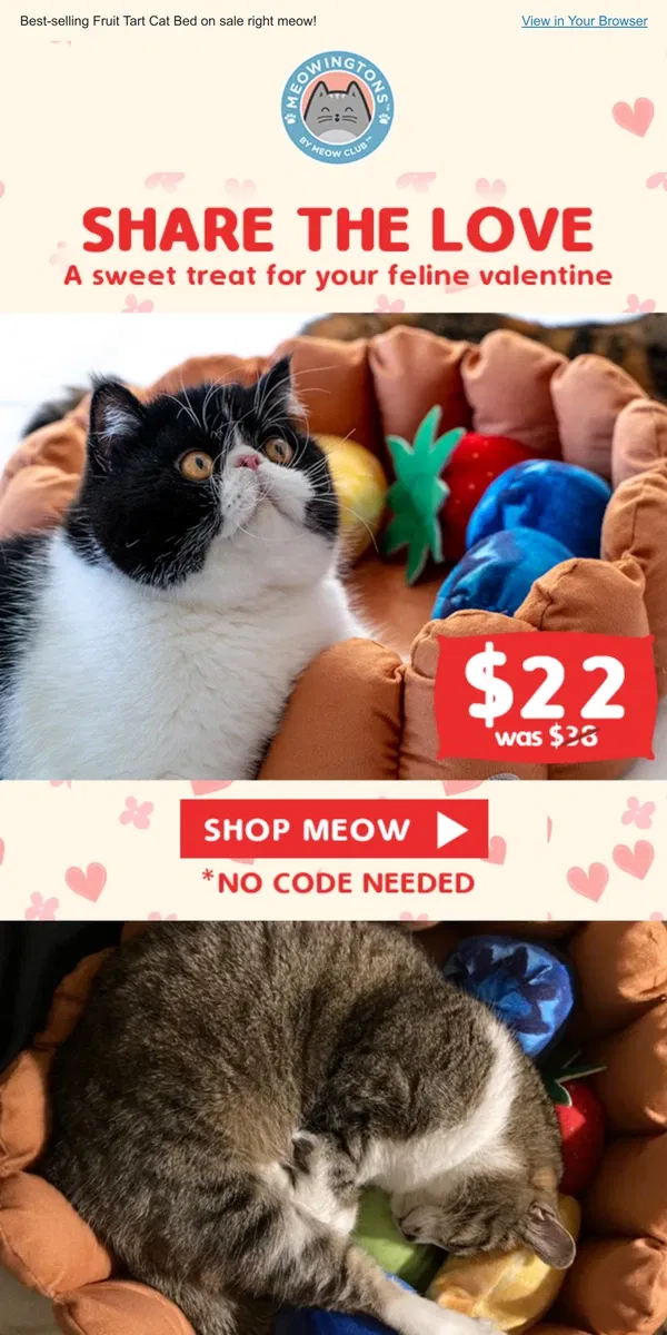 Email from Meowingtons. The Cutest Gift For Your Feline Valentine 💝