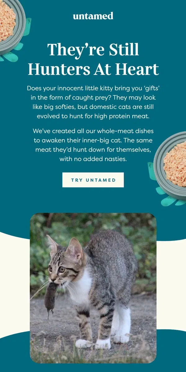 Email from Untamed Cat Food. Hey, take a walk on the wild side