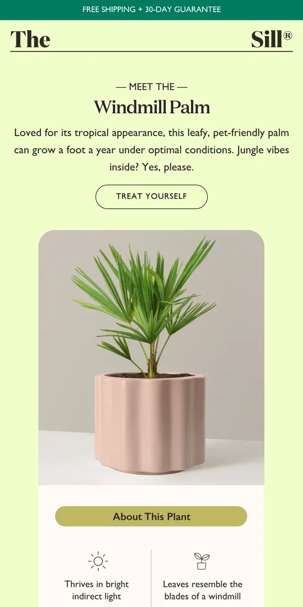 Email from The Sill. Meet Our New Pet-Friendly Palm 🌴