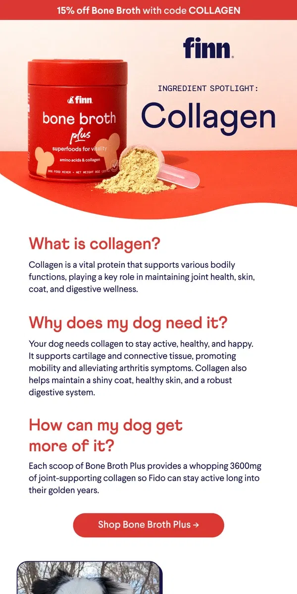 Email from Finn. Healthy, Happy Dogs Start with Collagen – PLUS 15% OFF!