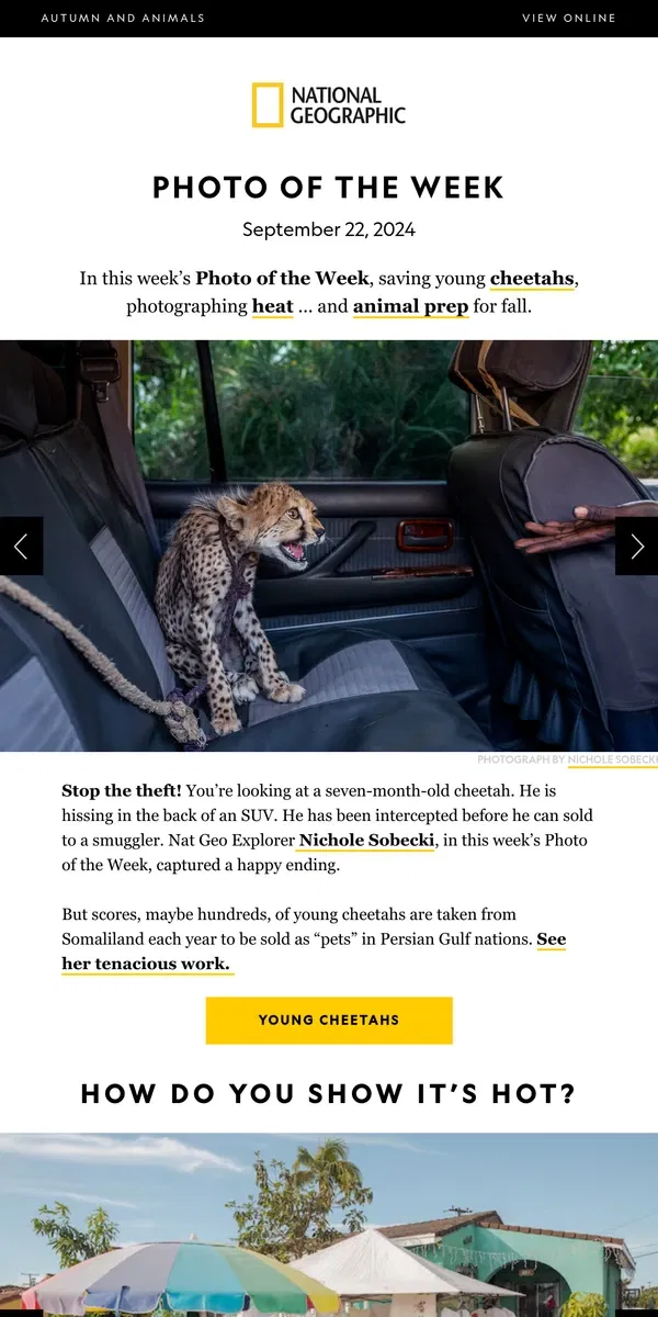 Email from National Geographic. PHOTO OF THE WEEK: Don’t take this cheetah! 