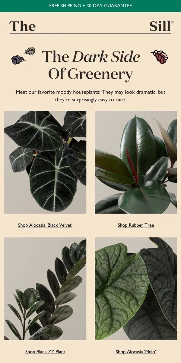 Email from The Sill. Bewitching Houseplants