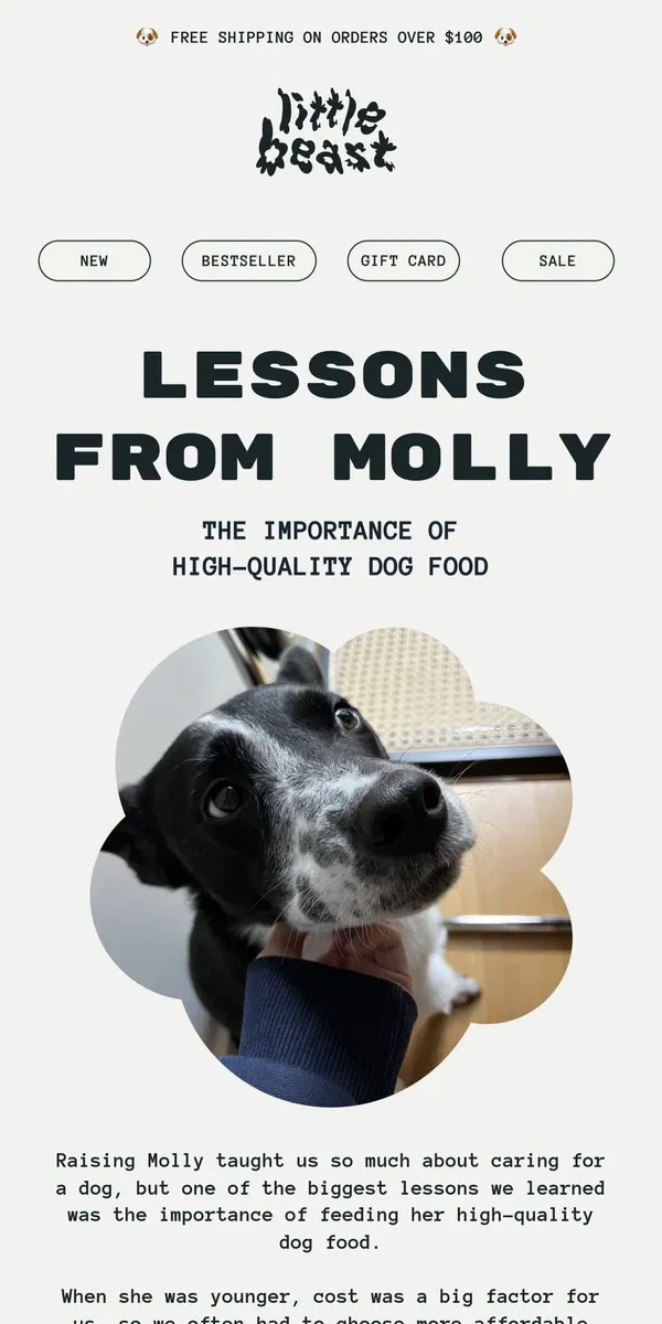 Email from Little Beast. Lessons from our dear dog Molly