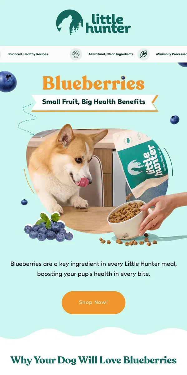 Email from Little Hunter. Supercharge Your Dog’s Diet with Blueberries 🫐✨